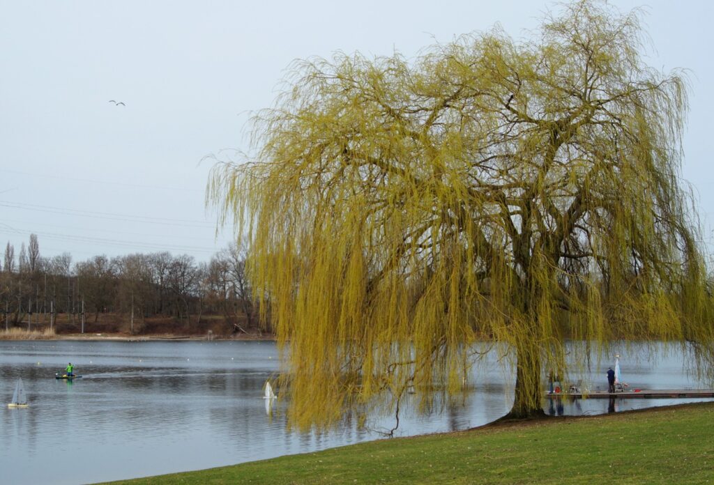 Zwischen Köln Seeberg und Fühlingen gelegen, müsste eigentlich Fühlinger Seenplatte heißen, denn es handelt sich um sieben miteinander verbundene Seen.