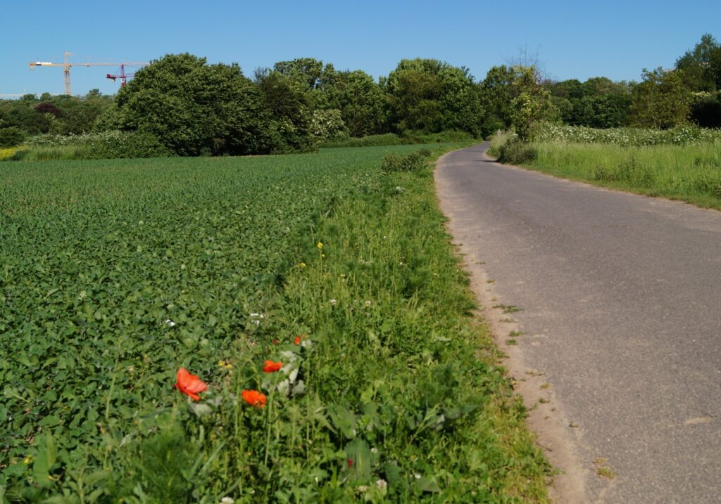 Hier befindet sich erst einmal im Süden der Nordfriedhof mit seinem großen Baumbestand und direkt daran schließt das Naturschutzgebiet an.