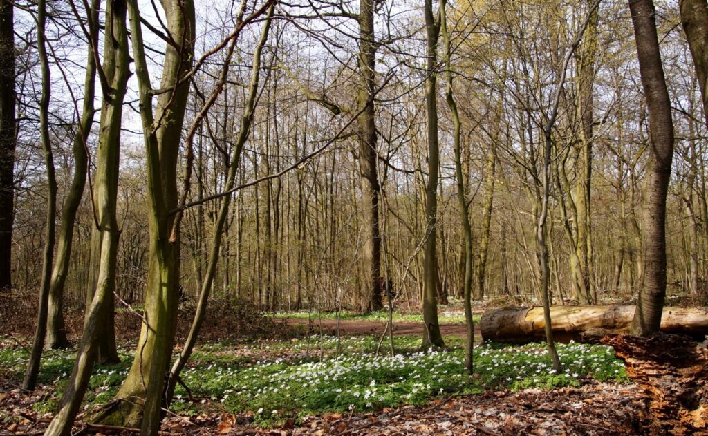 Ganz im Norden Kölns liegt der Stadtteil Roggendorf/Thenhoven, angrenzend an das bekanntere Worringen. Die Gegend ist sehr ländlich, Felder prägen sie.