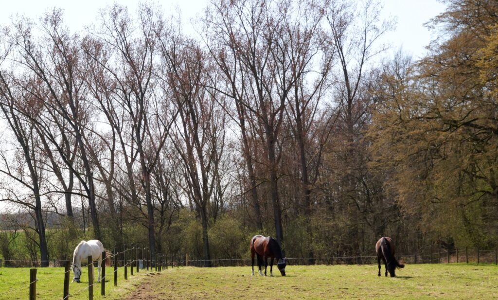 Ganz im Norden Kölns liegt der Stadtteil Roggendorf/Thenhoven, angrenzend an das bekanntere Worringen. Die Gegend ist sehr ländlich, Felder prägen sie.