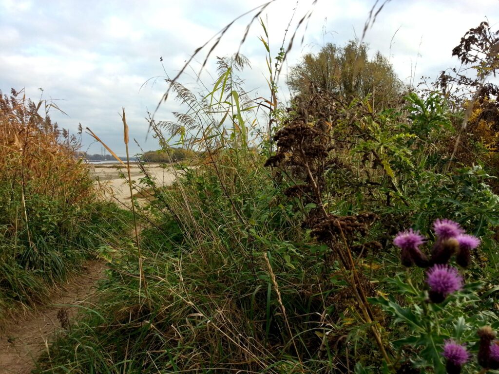 Merkenich-Langel ist das nördlichste der vier Dörfer, die 1963 diesem Stadtteil zugewiesen wurden, die anderen sind Rheinkassel, Kasselberg und Feldkassel.