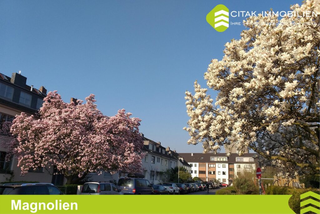 Sie suchen nach einem Immobilienmakler für Köln-Braunsfeld der Ihr Haus oder Eigentumswohnung sicher und stressfrei verkaufen kann?