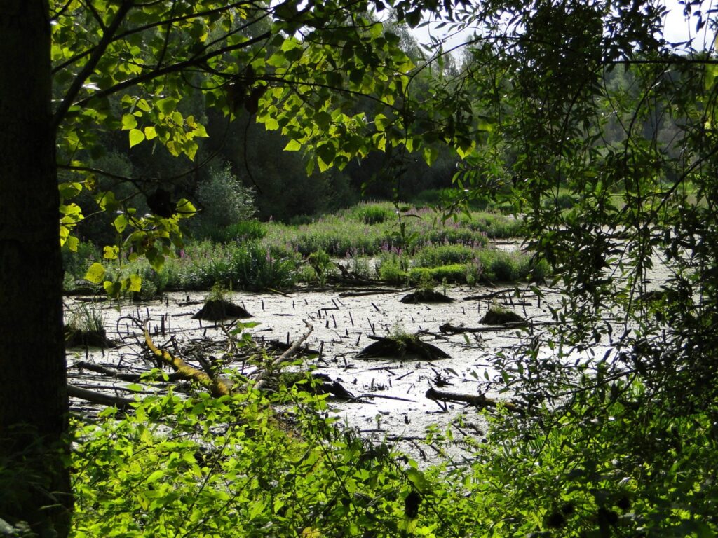 Das Worringer Bruch ist ein Naturschutzgebiet ganz im Norden Kölns. Schaut man es sich auf einer Landkarte an, ist eine deutliche Hufeisenform zu sehen.